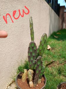 White Cactus Plant With Buds