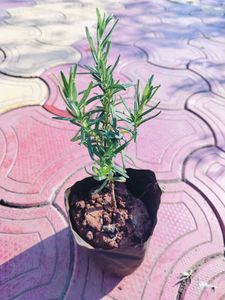 Rosemary Live Plant