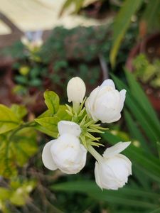 Rose Malli Live Plant 2