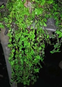 Different Verity Of Hanging Plants