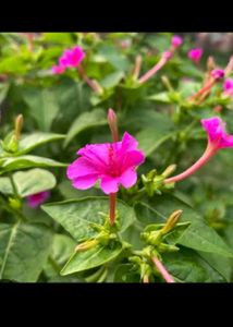 Combo Plant
