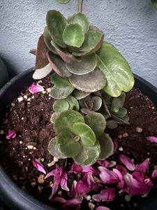 Red Kalanchoe Plant