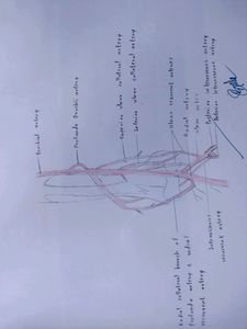 Anatomy Hand Drawn All Colourful Labelled Diagrams