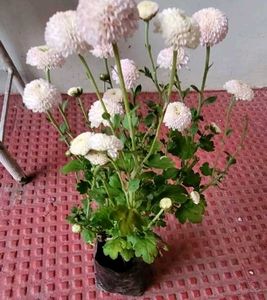 Set 2 Beautiful Gulab &amp; से Sewanti Plants