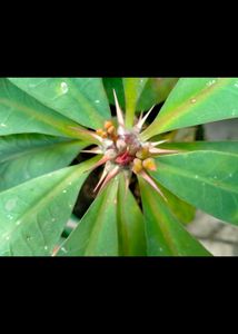 Euphorbia Milii
