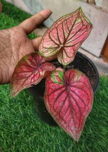 Combo Of Three Caladium With Two Freebie