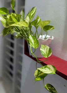 Money Plant With Pot.Healthy Leaves