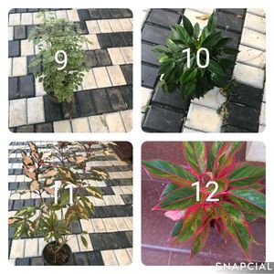 You Can Select 10 Live Root Plants