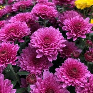Colourful Chandramallika Live Plant...Pack Of 4