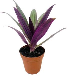 Combo Of 3 Plants