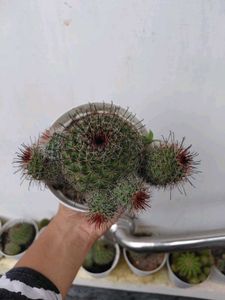Cactus 🌵 Plants