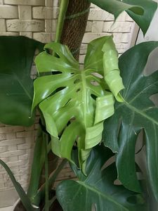 1 Monstera Deliciosa Plant Cuttings
