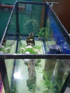 Aquarium With All Accessories