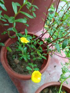 Yellow Portulaca