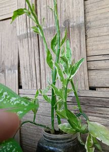 Devil&#39;s Backbone Plant