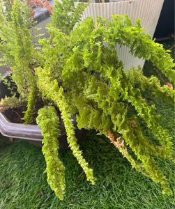 Caladium and cotton candy fern combo