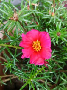 Four Colours Portulaca 12 Sticks