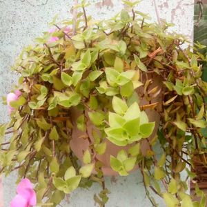 15 Plant Pack (Free Shipping)