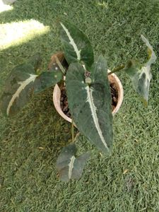 Assorted Indoor and outdoor Plants