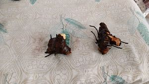 2 Jade cuttings with roots, 2canna lily rhizomes