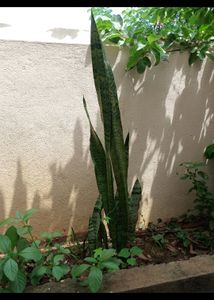 Combo Of 5 Plants