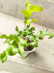 Varieties Of Air Purifying Plants.