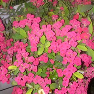 Flowering Crown of Thorns Plant with pot