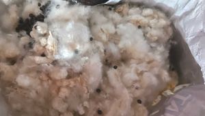 shimmer cotton(2kg)