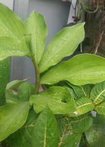 3 Plants  Combo