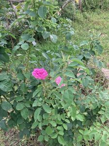 Pink rose steem