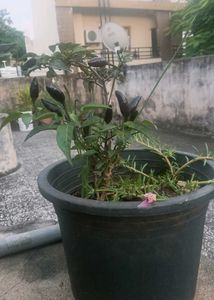 Black Pearl Pepper Plant