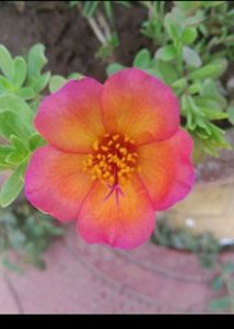 Combo 10 VarietyMoss Rose And 9&#34;O Clock Live Plant