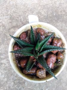 Assorted  Seccullents And Cactus
