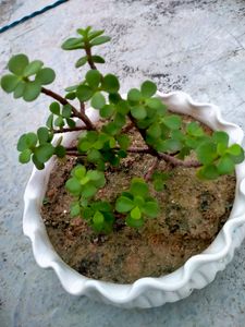 Mini Jade Succulent