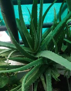 1 Ayurvedic Green  Healthy Aloe vera
