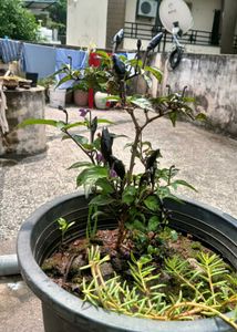 Black Pearl Pepper Plant