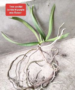 Orchids And Bulb