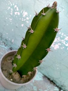 Fairy Castle Cactus