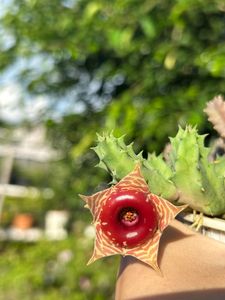 Cactus
