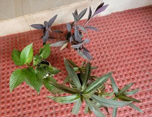 3 set evergreen Plants🪴