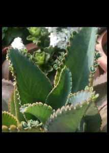Combo plants for @sshopee