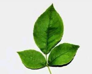 Holy Bilvapatri Plant With Pot