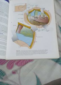 Clinical Anatomy