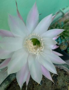 Echinopsis Purple White