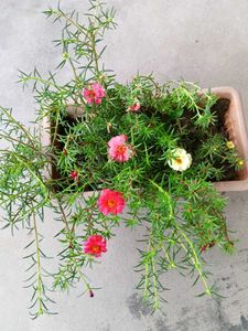 Three Colours Portulaca