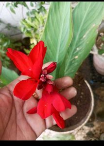 10 Flowering Seed