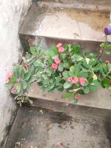 Coron Of Thorn ( Milli   )flower Plant