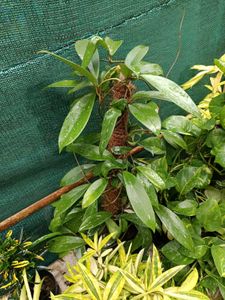 Hoya Plant