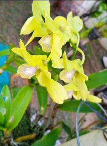 Orchid