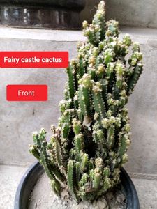 Succulent and Cactus Assortment
